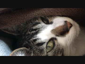 土曜日の朝、猫は腕まくら
