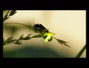 「Fire◎Flower」を歌いました（girl side）