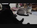 【Jean & Pont 989】しおんくんとあんずちゃんがケージ内で絶妙のバランス