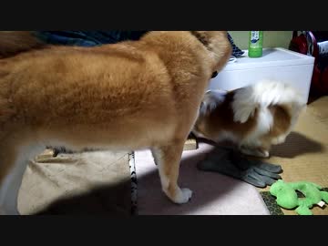うちの、ボールがとれないチワワくんとやたら横切る柴犬くん