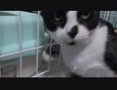 【Jean & Pont 991】5匹の素敵な猫たち 今年もよろしくね