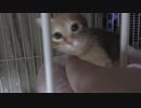 【Jean & Pont 993】か、かわいー！チャコちゃんはアイドルだわぁ