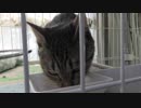 【Jean & Pont 994】５児の母のあんずちゃんも可愛さ爆裂！！