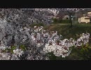 川渡温泉の桜