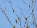 野鳥シリーズ　カワラヒワ････鮎川川畔