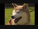 笑顔柴犬の春（Windows フォトムービー）
