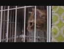 【Jean & Pont 997】チャコちゃん目隠しの隙間からジャン動画に反応する