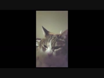 永遠にどかないミケ