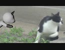 猫と猫もどきの縄張り争い