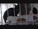 【Jean & Pont 998】明け方にあんずちゃんに事件が！おもちゃのゴムが絡んだ