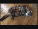 bun_channel episode-1 なでて欲しいの。