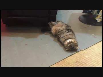 ラッコになる。 Episode-3 bun_channel