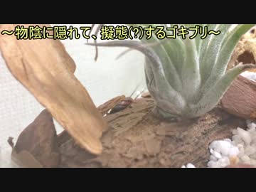 蟻戦争Ⅱ＃15 【閲覧注意】ゴキブリをアリのテラリウムに解き放ってみた！編