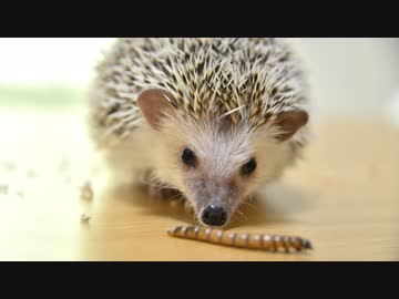 ハリ活.vol 29 ~もち子 vs ジャイアントミルワーム~