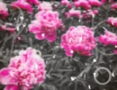 芍薬