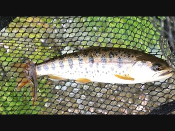 釣りどれんの電車釣行記　24　～「渓流の女王」ヤマメを狙う！～