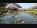 【生海月】なまくらじお【2018.4.23】
