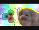 アザラシマ