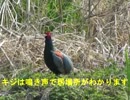 野鳥シリーズ　キジも鳴かずば撮られまい････鮎川河川敷