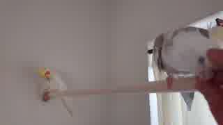 【オカメインコ】りりぃ＆るるぅ③