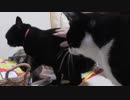 【Jean & Pont 1002】あら？気がついたらしおんの譲渡会２日前だった