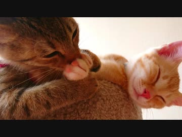 保護ねこ成長記録（9）保護45日目