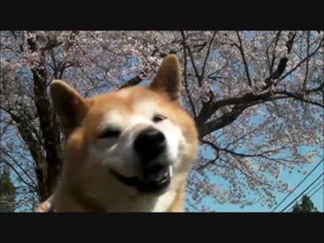 【柴犬ジロー】　柴犬ラン