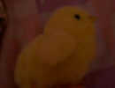 夢ひよこの憂鬱