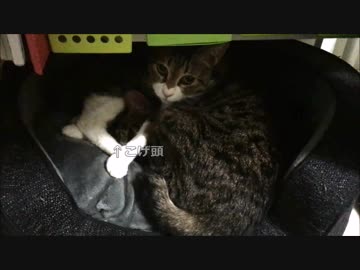 【こげつく】こげのうちの子７周年記念日