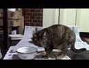 こんしゅうのおやつ【蒼民家の猫々】