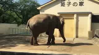 ゾウさんが踊った！姫路城 姫路市立動物園 姫子さんの踊り