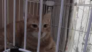 【Jean & Pont 1004】あんずちゃんとチャコちゃんがもう少しで慣れる？