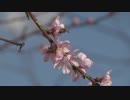 Clip　坂本まり