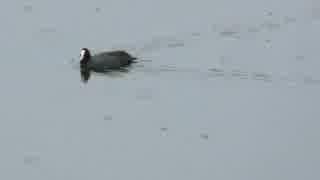 野鳥シリーズ　幸せを運ぶ黒い鳥　オオバン････鏑川