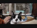 【Jean & Pont 1005】のびのびしおんくんもう家猫だね