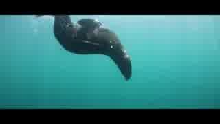 Diving＠高橋貴子
