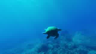 Ocean Turtle＠高橋貴子