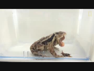 ヒキガエルに「屁っぴり虫」を与えた結果