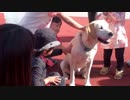 ＜南紀白浜アドベンチャーワールド＞リスザルを見たりワンちゃんと触れ合うあい！