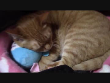 拾いねこ＠生後2117/2084日目　猫も枕があったほうがいいんですねぇ。