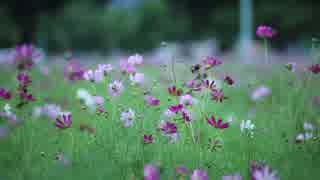 高橋貴子の大好きな光景♪小さいけど存在感のあるお花