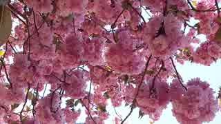 高橋貴子の大好きな光景♪華やかな桜