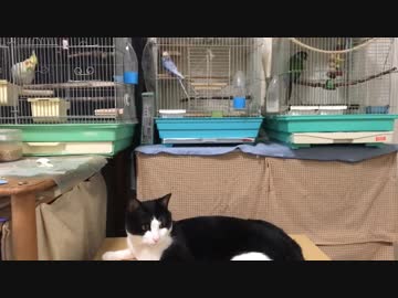 たまには一緒に♪ インコと猫