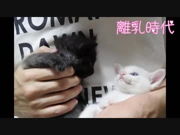 【 猫 】大きくなったけど実はまだ子猫　その48