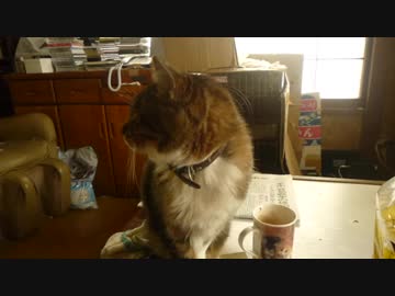 雉虎白ヘイジ前進、ニャー、鼻ドアップスリスリ、考え中、再びニャーのちコタツの上からジャンプ