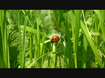 【インスト】春の遠足【オリジナル曲】