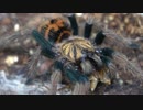 [閲覧注意!!]　タランチュラ(グリーンボトルブルー 幼生)にゴキブリを食べさせてみた。 (  Chromatopelma cyaneopubescens)