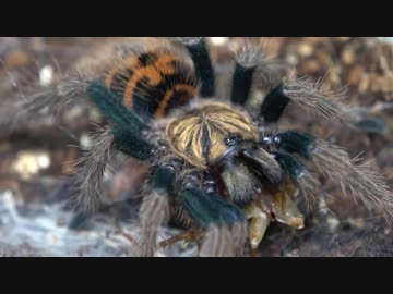 [閲覧注意!!]　タランチュラ(グリーンボトルブルー 幼生)にゴキブリを食べさせてみた。 (  Chromatopelma cyaneopubescens)