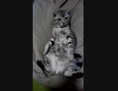 おっさんの猫