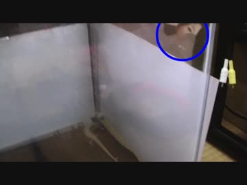 心霊みたいなのが動画に写ってるんですけど・・